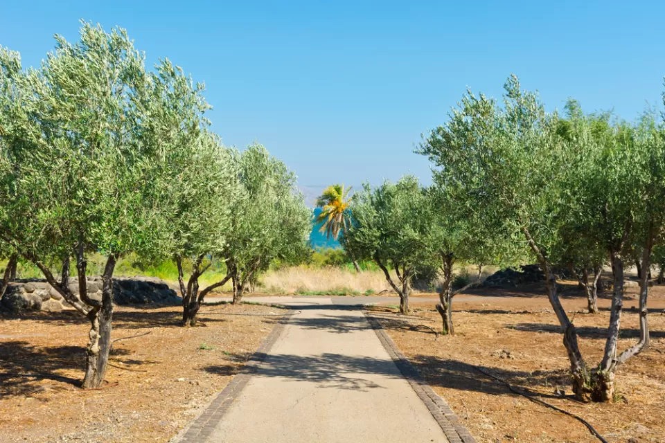 Desert Farm